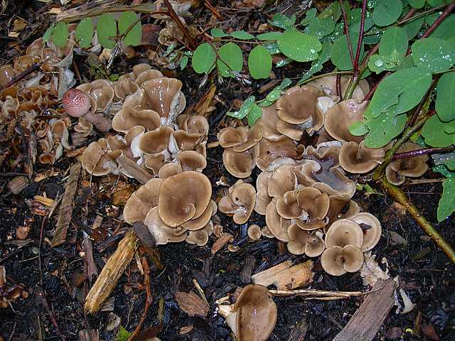 2005 :  Un anno di funghi